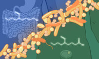 Nourishing Gut Bacteria